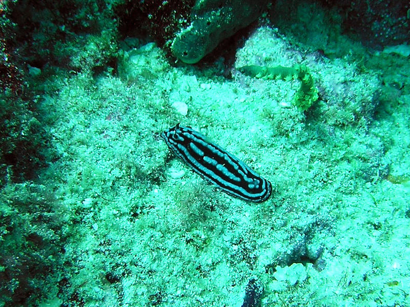 Rose Phyllidiella nudibranch. (187k)