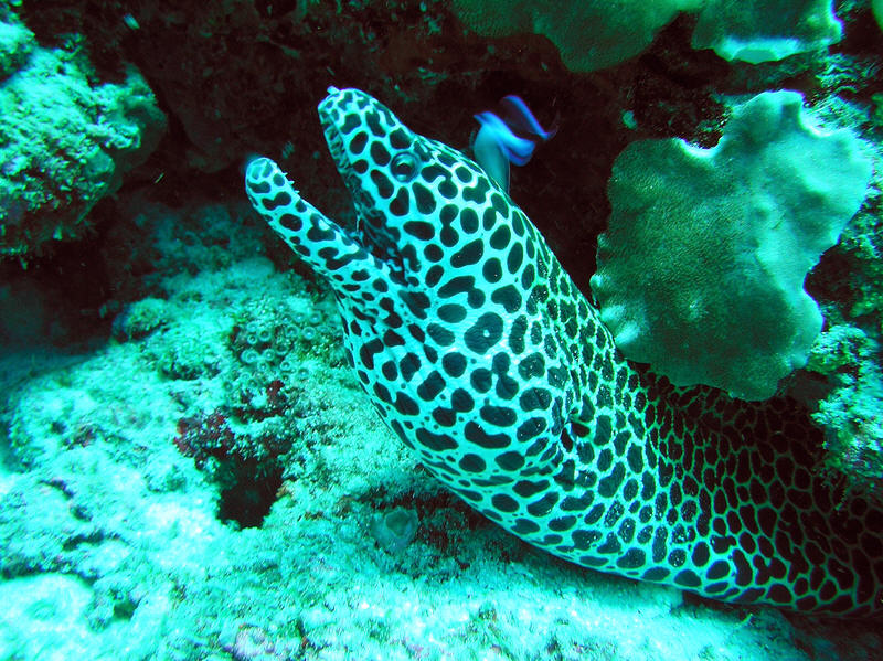 Sensational Honeycomb Moray at Hiru Faru. (159k)