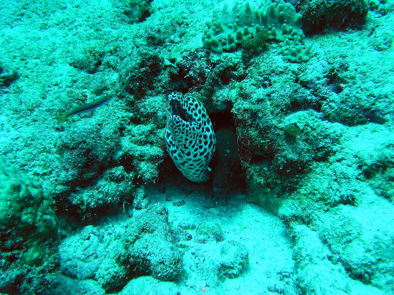 A second Honeycomb Moray, just a few yards from the previous one, shares it's hole with a regular Moray (difficult to see to the right of the Honeycomb moray). (198k)