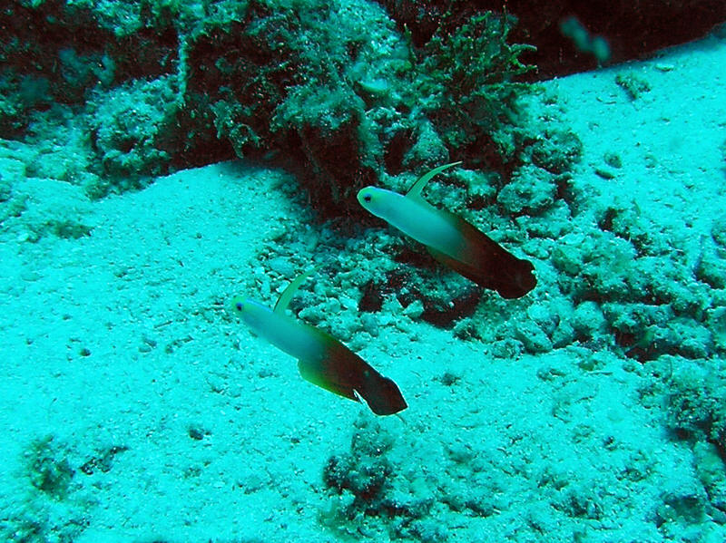 Pretty pair of Fire Gobies guard their patch of reef.  (154k)