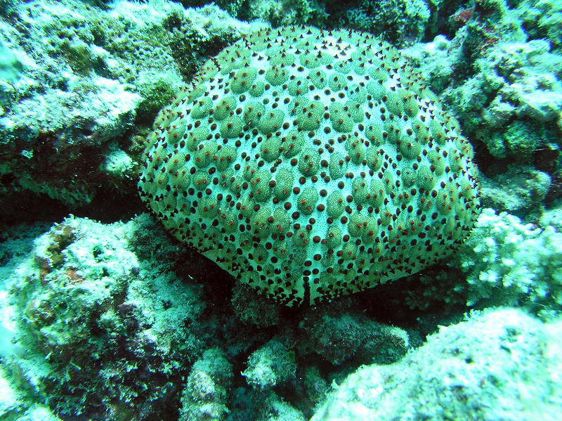 Schmedelian pin-cushion sea star. (199k)