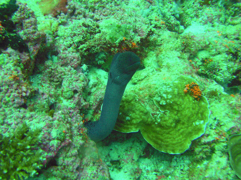 Giant Moray, Gymnothorax javanicus, pokes his head well out of his nook to peer at me at Kuda Miaru Thila. (171k)