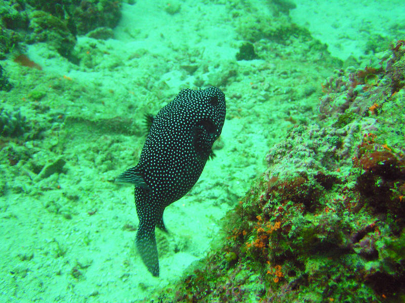 Whitespotted Pufferfish, Arothron meleagris, at Kuda Miaru Thila.  (152k)