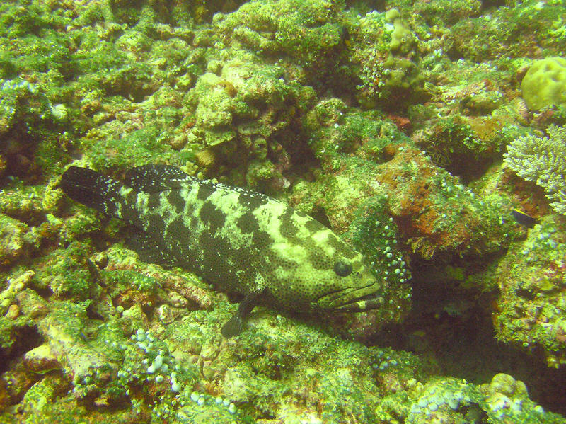 Just to be confusing, this grouper at Kuda Miaru Thila is known by two names: Smalltooth Grouper, Epinephelus microdon, or Marbled Grouper, Epinephelus polyphekadion. (186k)