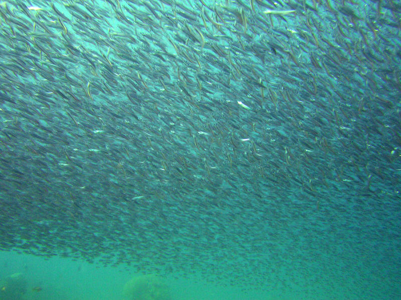 An enormous cloud of Glassfish darkened the waters around us at Kuda Miaru Thila. (133k)