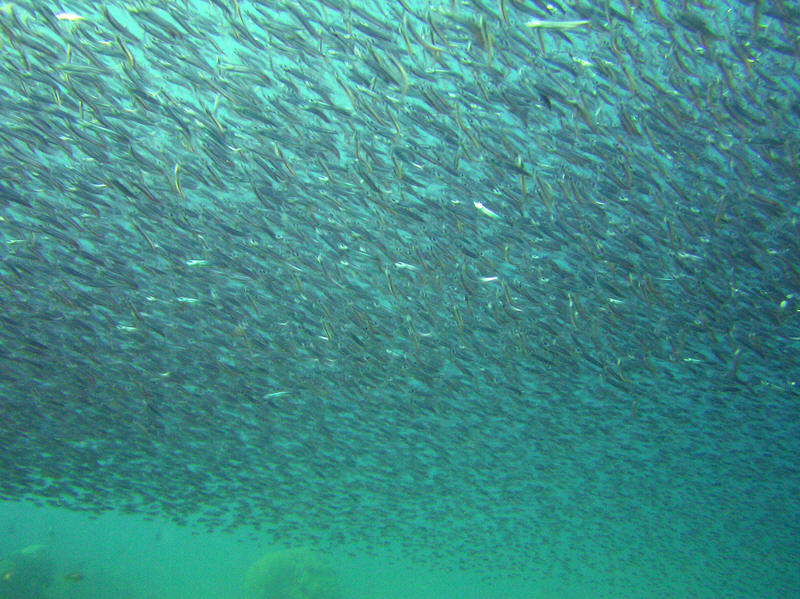 An enormous cloud of Glassfish darkened the waters around us at Kuda Miaru Thila.  (133k)