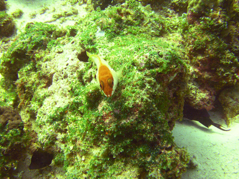 Unusual colour variation of Blacktip Grouper, Epinephelus fasciatus, at Kuda Miaru Thila.  (180k)