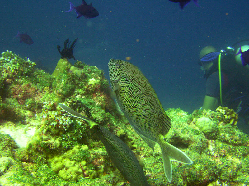 Stellate Rabbitfish, Siganus stellatus, at Kuda Miaru Thila.   (129k)