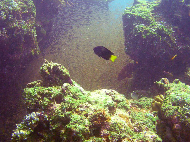 A Philippine Damsel, Pomacentrus philippinus, (with the yellow tail), poses in front of a mass of Slender sweepers, Parapriacanthus ransonneti, hiding between two coral blocks at Kuda Miaru Thila. (148k)