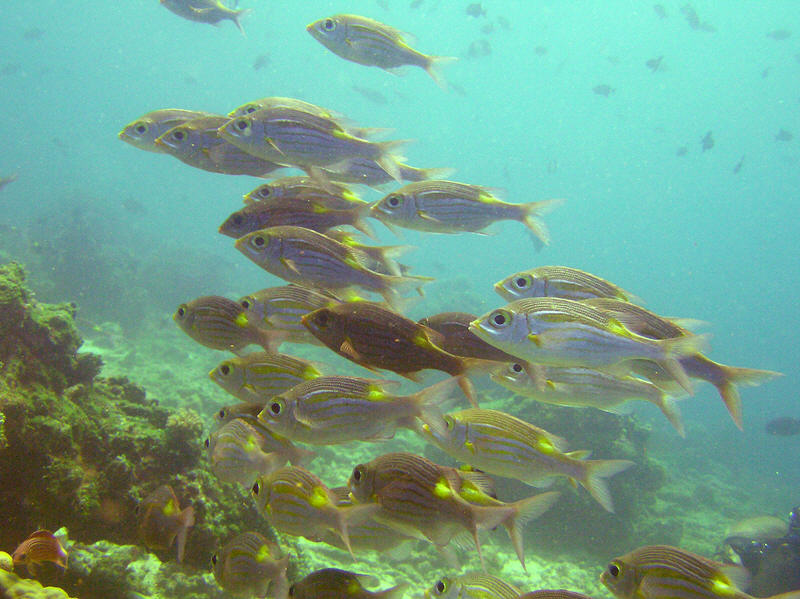 Known as either Yellowspot Emperor or Goldstriped Bream, Gnathodentex aurolineatus at Kuda Miaru Thila.  (96k)