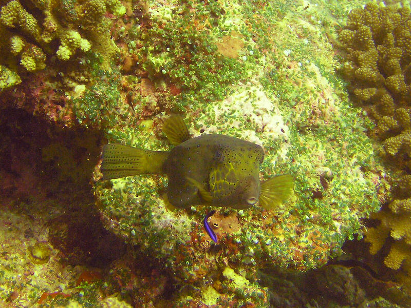Yellow Boxfish, Ostracion cubicus, at Kuda Miaru Thila.  (173k)