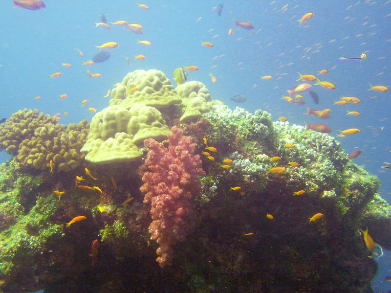 On the reef top at Kuda Miaru Thila.  (107k)