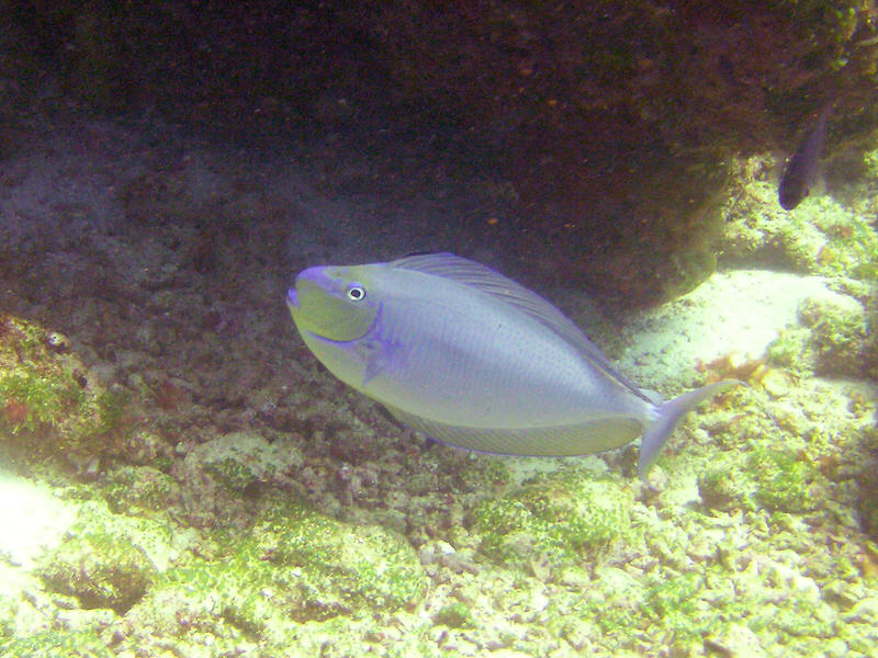 Bignose or Vlaming's unicorn fish, Naso vlamingii, at Kuda Miaru Thila. (121k)