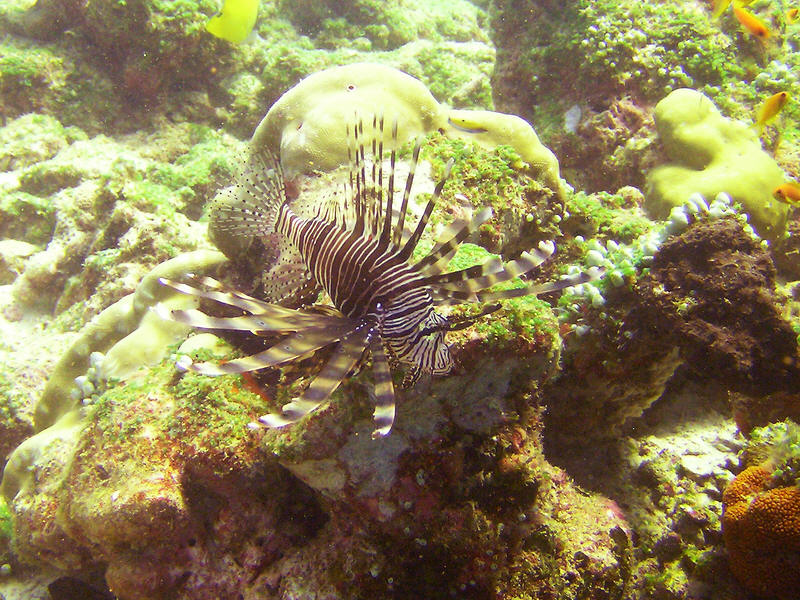 A beautiful Lionfish, Pterois volitans, at Kuda Miaru Thila.  (161k)