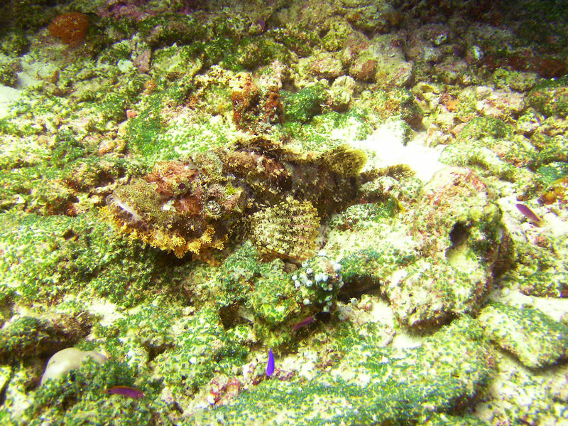 Well camouflaged Tassled Scorpionfish, Scorpaenopsis oxycephala, at Kuda Miaru Thila  (211k)