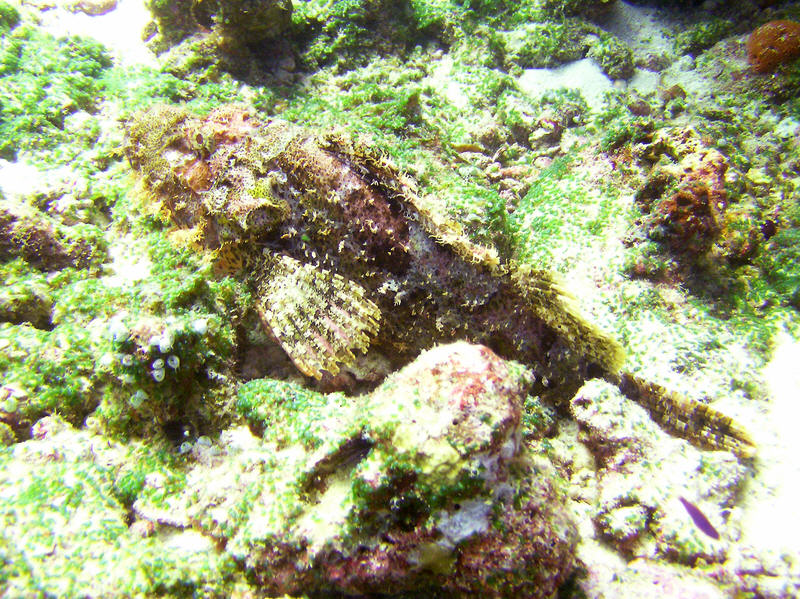 The same Scorpionfish.   (194k)