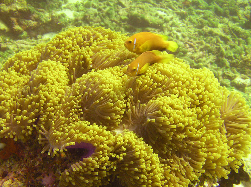 Two more with with two common names: Blackfooted clownfish or Maldives anemonefish, Amphiprion nigripes, at Kuda Miaru Thila, hiding in their favourite Giant or Magnificent sea anemone, Heteractis magnifica. (155k)