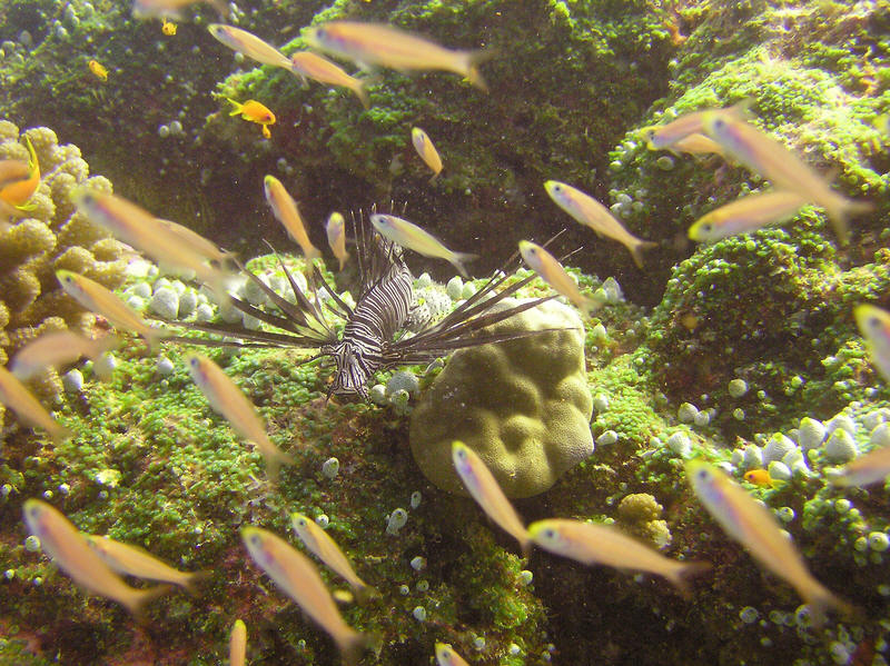 Another Lionfish, Pterois volitans, at Kuda Miaru Thila.   (150k)