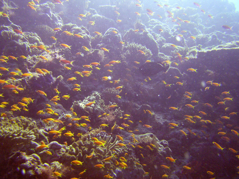 Drifting along beside the reef at Moofushi Kandu. (129k)