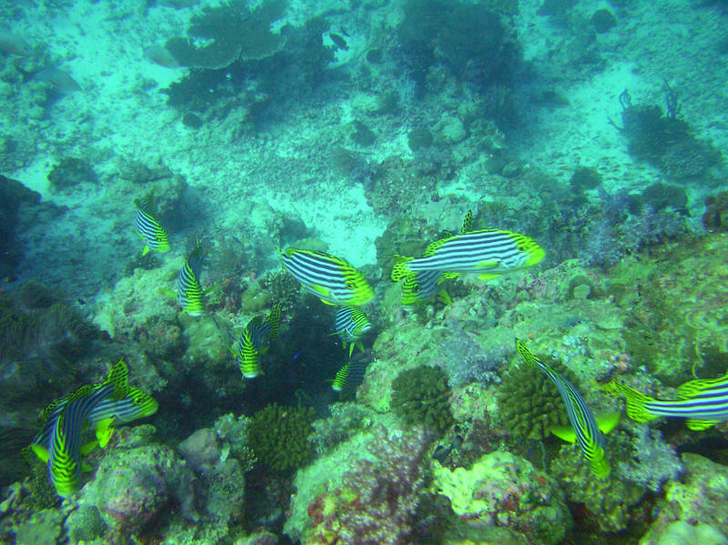 A group of Oriental Sweetlips, Plectorhinchus orientalis, at Himandhoo Kandu.  (141k)