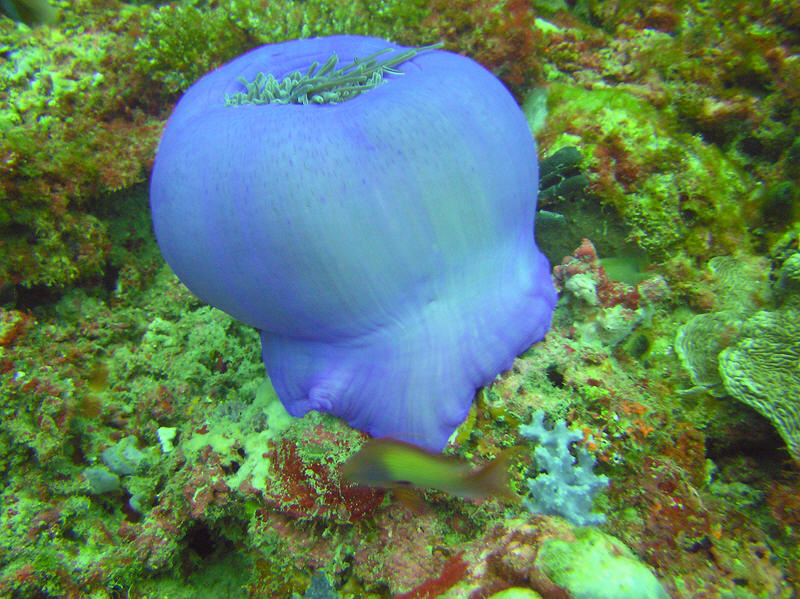 Magnificent sea anemone closed up at Atabu Thila. (141k)