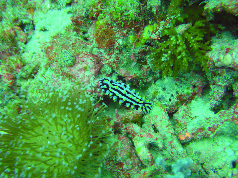 The nudibranch Varicose Phyllidia, Phyllida varicosa, at Kuda Miaru Thila. (167k)