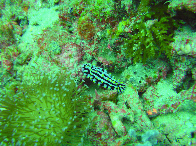 The nudibranch Varicose Phyllidia, Phyllida varicosa, at Kuda Miaru Thila.   (167k)