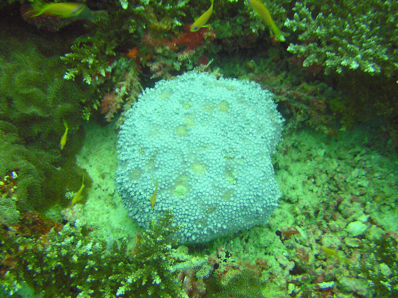 Pretty silvery coral at Atabu Thila - don't know the species. (148k)