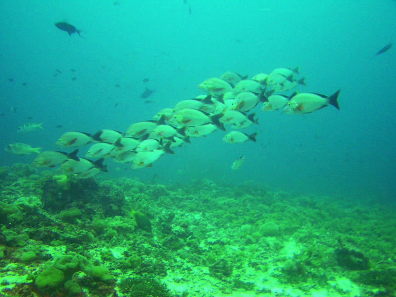 A group of Humpback red snapper, Lutjanus gibbus, at Atabu Thila.  (93k)