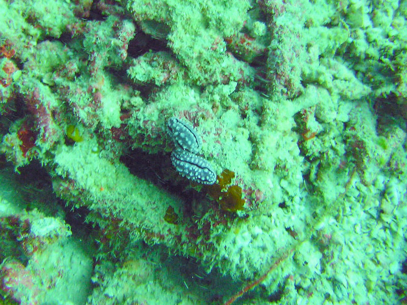 Two more nudibranchs - this time Rudman's Phyllidiella, Phyllidiella rudmani, at Athuruga Thila. (159k)