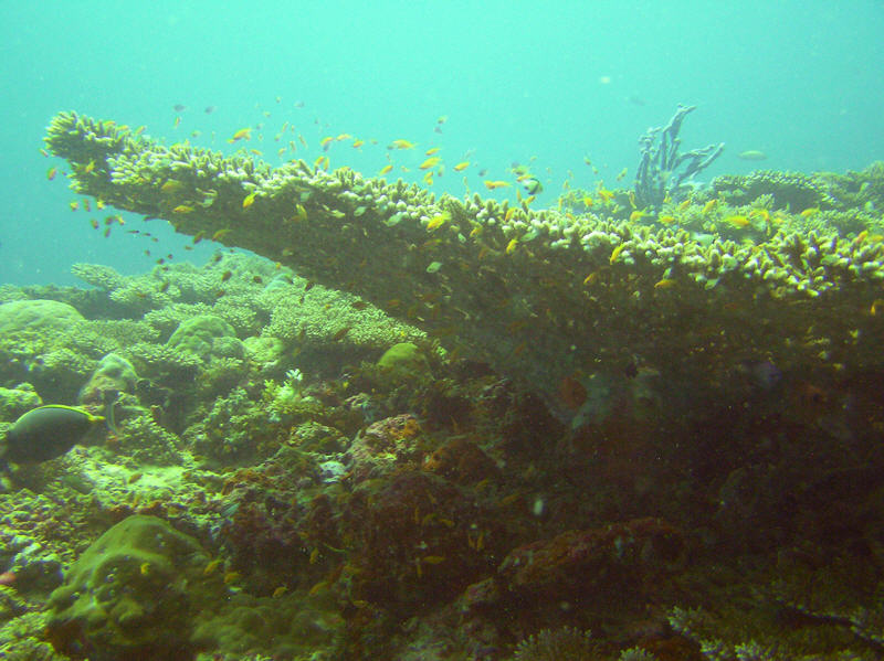 A large table coral, Acropora, at Athuruga Thila.  (103k)