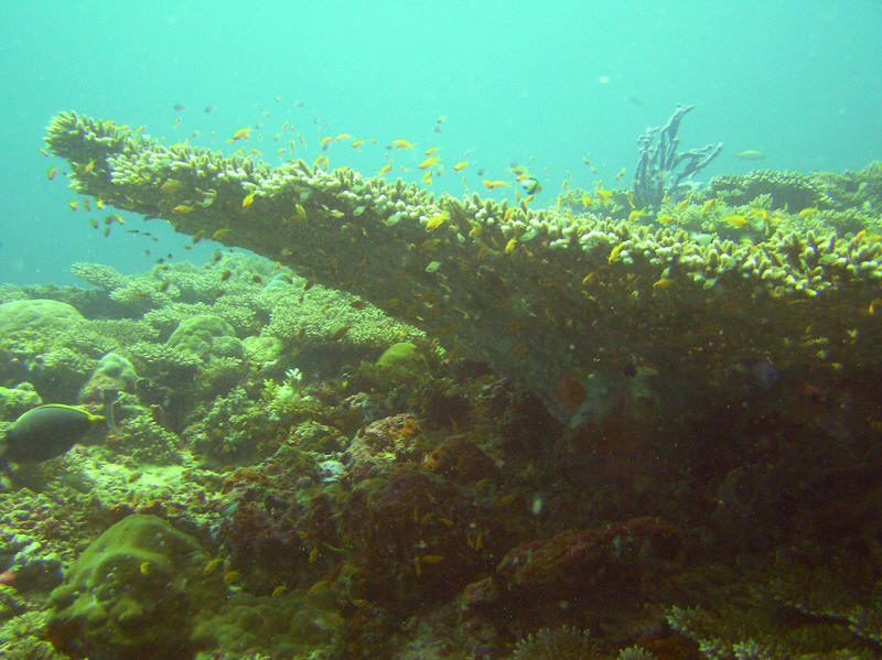 A large table coral, Acropora, at Athuruga Thila. (103k)