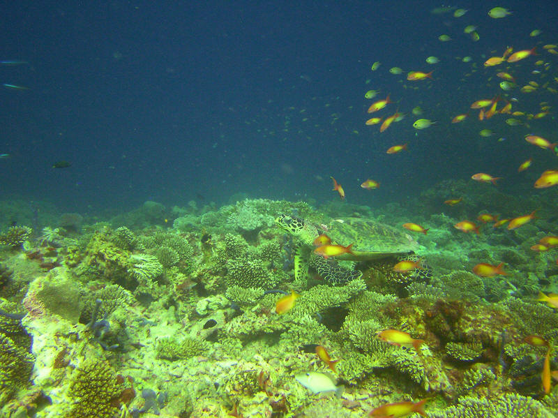 A Hawksbill turtle, Eretmochelys imbricata, at Athuruga Thila.   (126k)