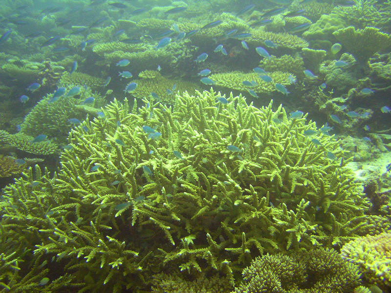 Neat coral, Acropora latistella, with its attendant colony of Blue-green chromis, Chromis viridis, at Mama Giri.  (161k)