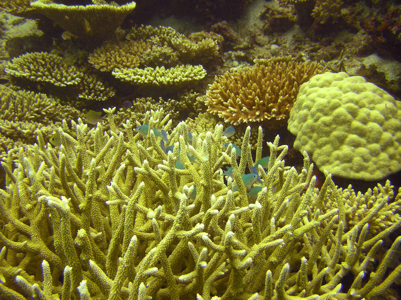 As you get closer to them, the Chromis dart into the shelter of their favourite Acropora coral.  (183k)