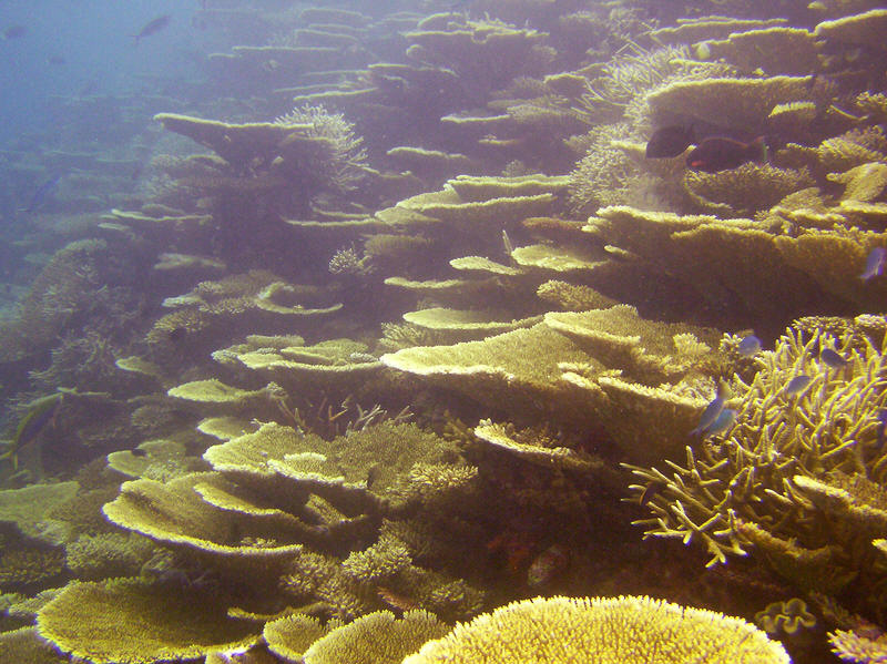 A magnificent display of Lattice corals, Acropora clathrata, down the side of the reef at Mama Giri, right next to the Chromis colony on the right. (124k)