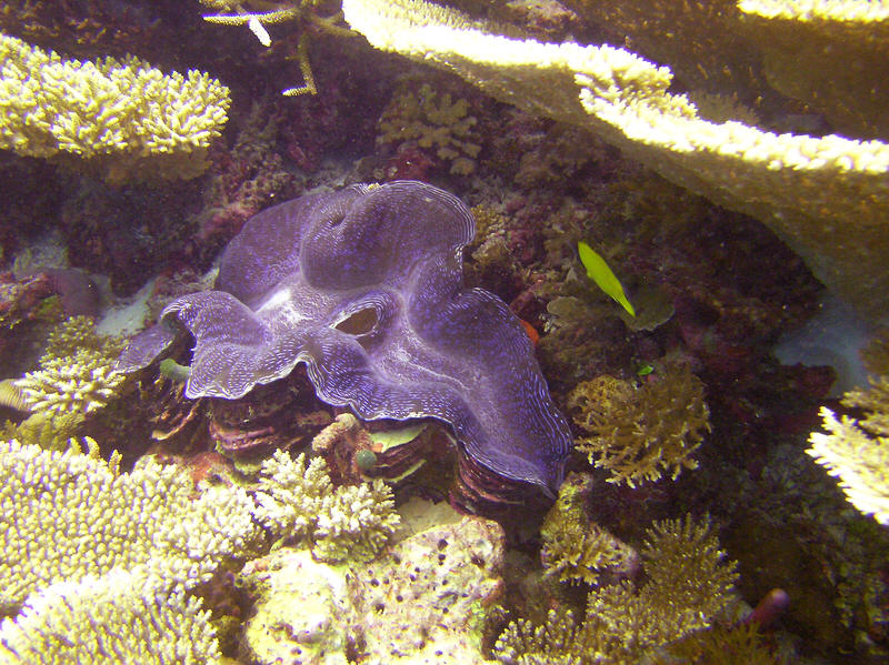 Huge Fluted giant clam, Tridacna squamosa, about 400mm across, at Mama Giri.  (147k)