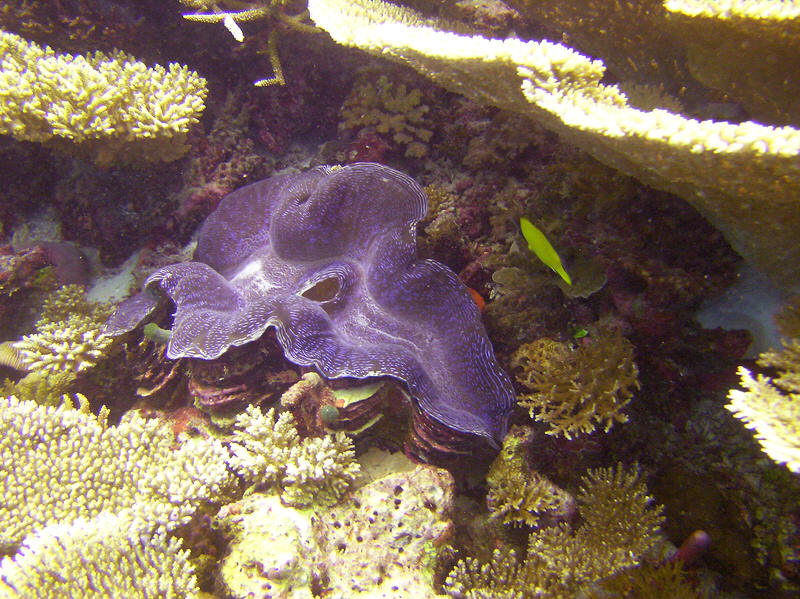 Huge Fluted giant clam, Tridacna squamosa, about 400mm across, at Mama Giri. (147k)