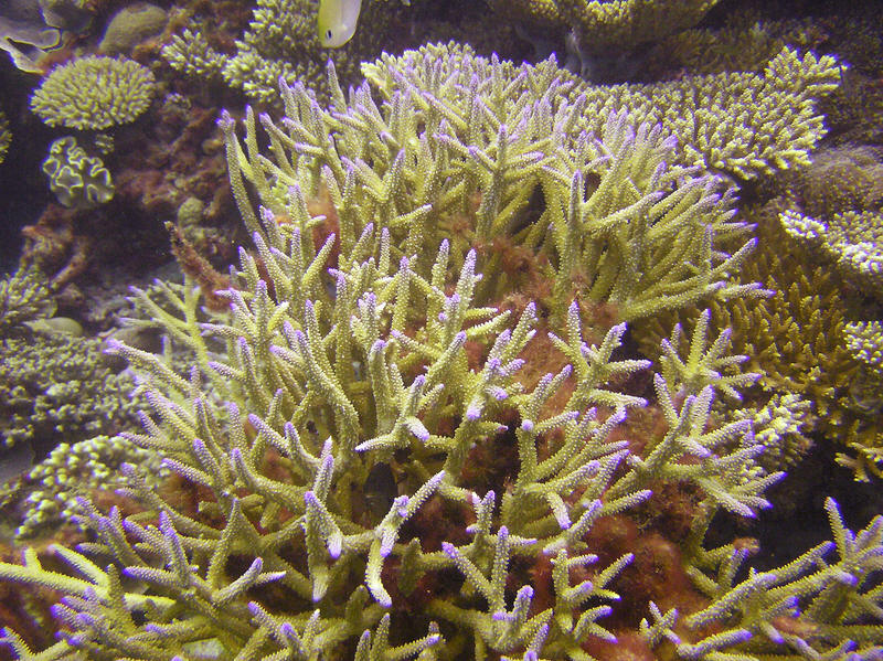 Beautiful purple tips to this Nosey coral, Acropora nasuta, at Mama Giri.  (187k)