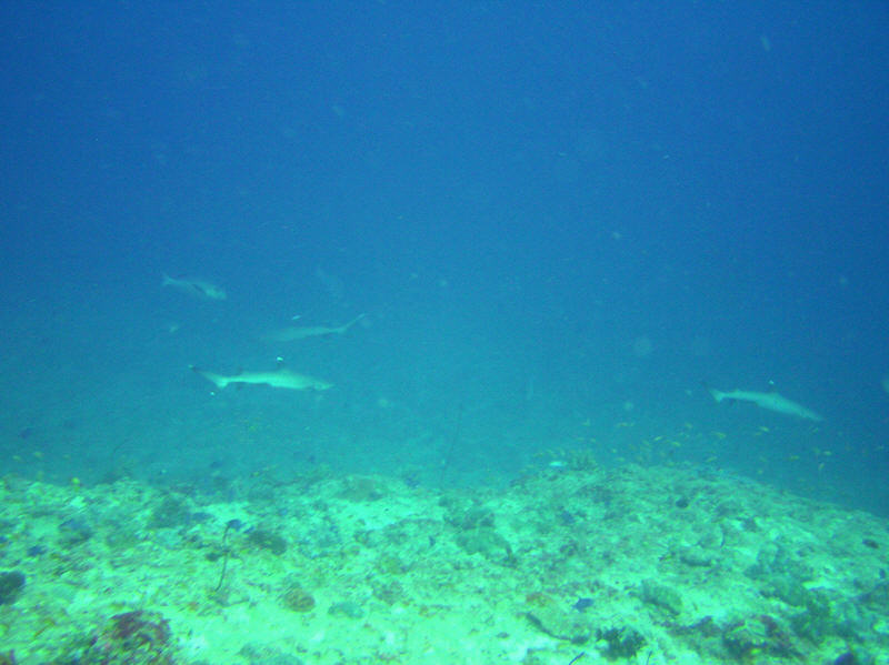 Three White-tip reef sharks, Triaenodon obesus, pass by in the distance at Mama Giri. (69k)