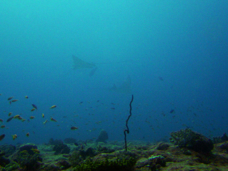 Circling above Thudufushi Thila thirty meters away, the only two Spotted eagle rays, Aetobatus narinari, I saw this holiday. Not one of my best photos.... (70k)