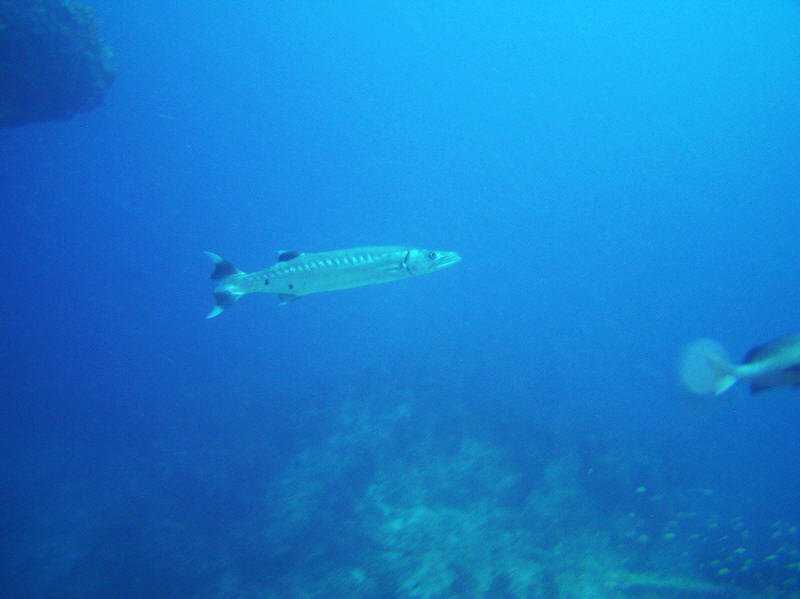 Great Barracuda, Sphyraena barracuda, at Panettone Kandu. (47k)