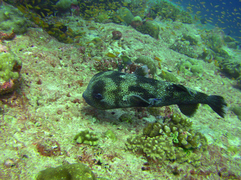 Some sort of Porcupine fish, Diodontidae, about 60cm long, at Panettone Kandu, but I can't find it in my reference books.�
Perhaps Spotted burrfish, Chilomycterus atringa, though this is an Atlantic fish (see www.fishbase.org entry). (170k)