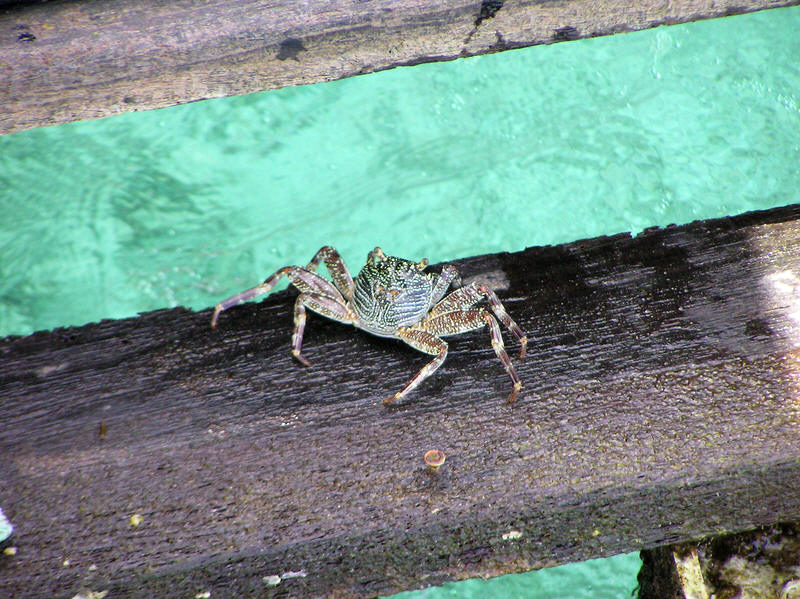 A crab trying to climb the wooden steps beside the jetty.  (131k)