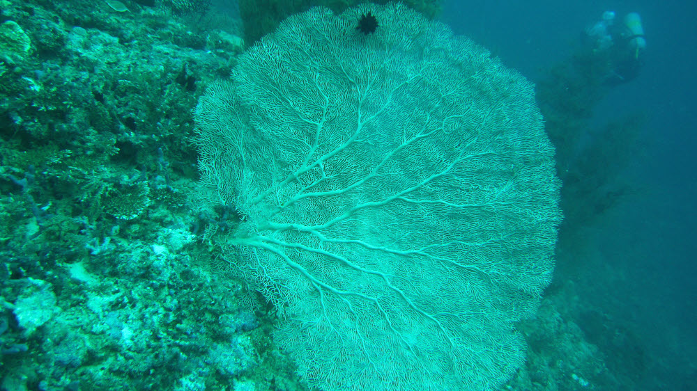 An enormous Smooth Sea Fan (Annella Mollis) at about 20m at Atabu Thila.  (294k)