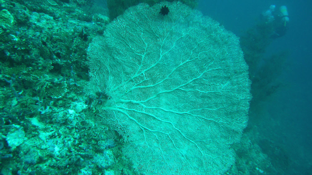 An enormous Smooth Sea Fan (Annella Mollis) at about 20m at Atabu Thila. (294k)