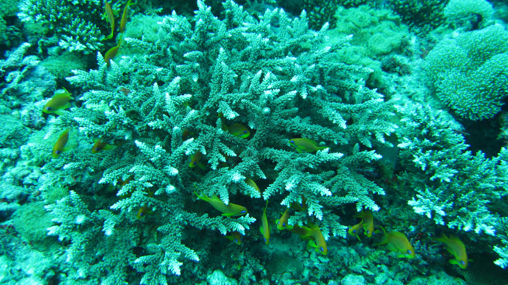 A group of tiny Lyretail Anthias (Pseudanthias squamipinnis) hiding amongst Thin Coral (Acropora tenuis). (228k)
