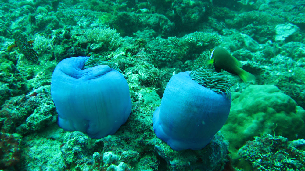 Two almost closed Magnificent Sea Anemones (Heteractis magnifica) with attendant Maldives Anemonefish (aka Black-footed Clown Fish) (Amphiprion nigripes).   (238k)