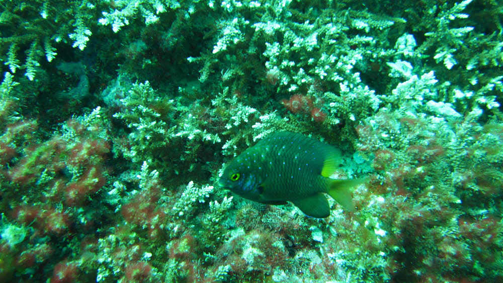 This small but aggressive Jewel Damselfish (Plectroglyphidodon lacrymatus) kept head-butting me away from his patch at Atabu Thila. (209k)