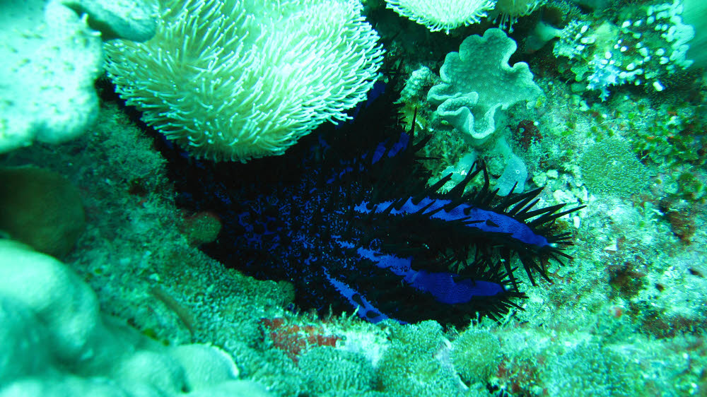 Beautiful but damaging Crown-of-Thorns sea star (Acanthaster planci) hiding under coral at Atabu Thila.  (207k)